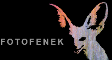 fenek