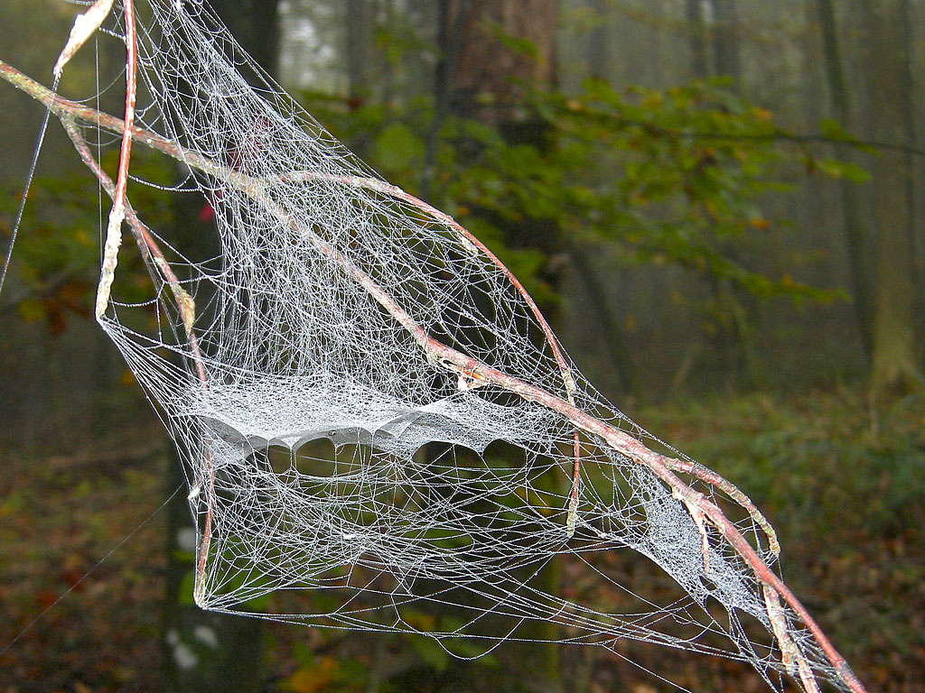 Spinnennetze